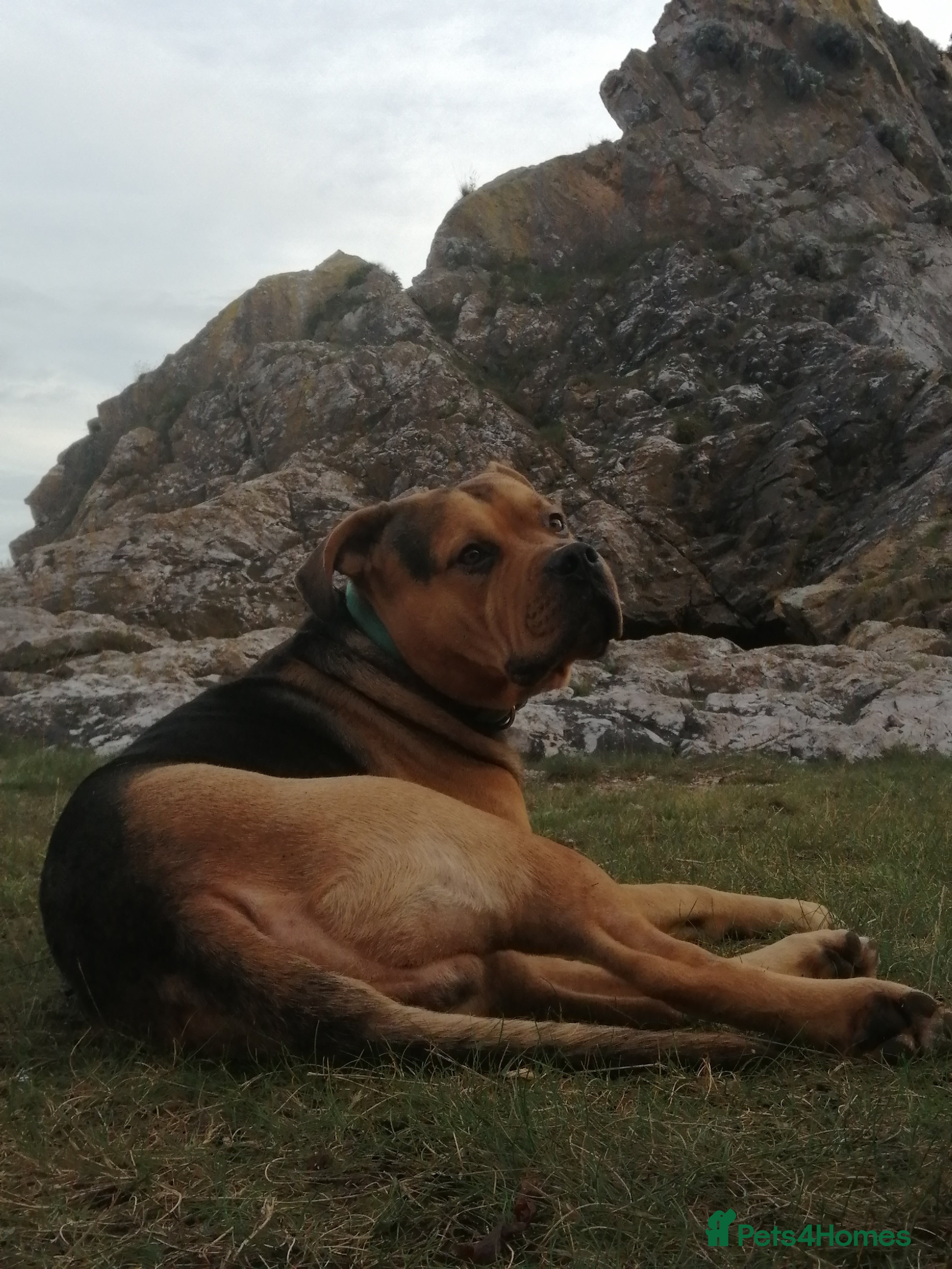 Mixed Breed dogs Stud  - Advert 1