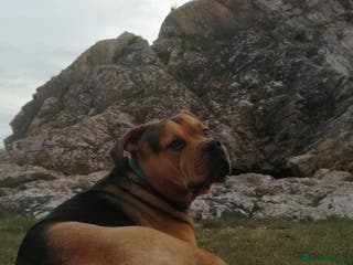 Mixed Breed dogs Stud - Advert 2