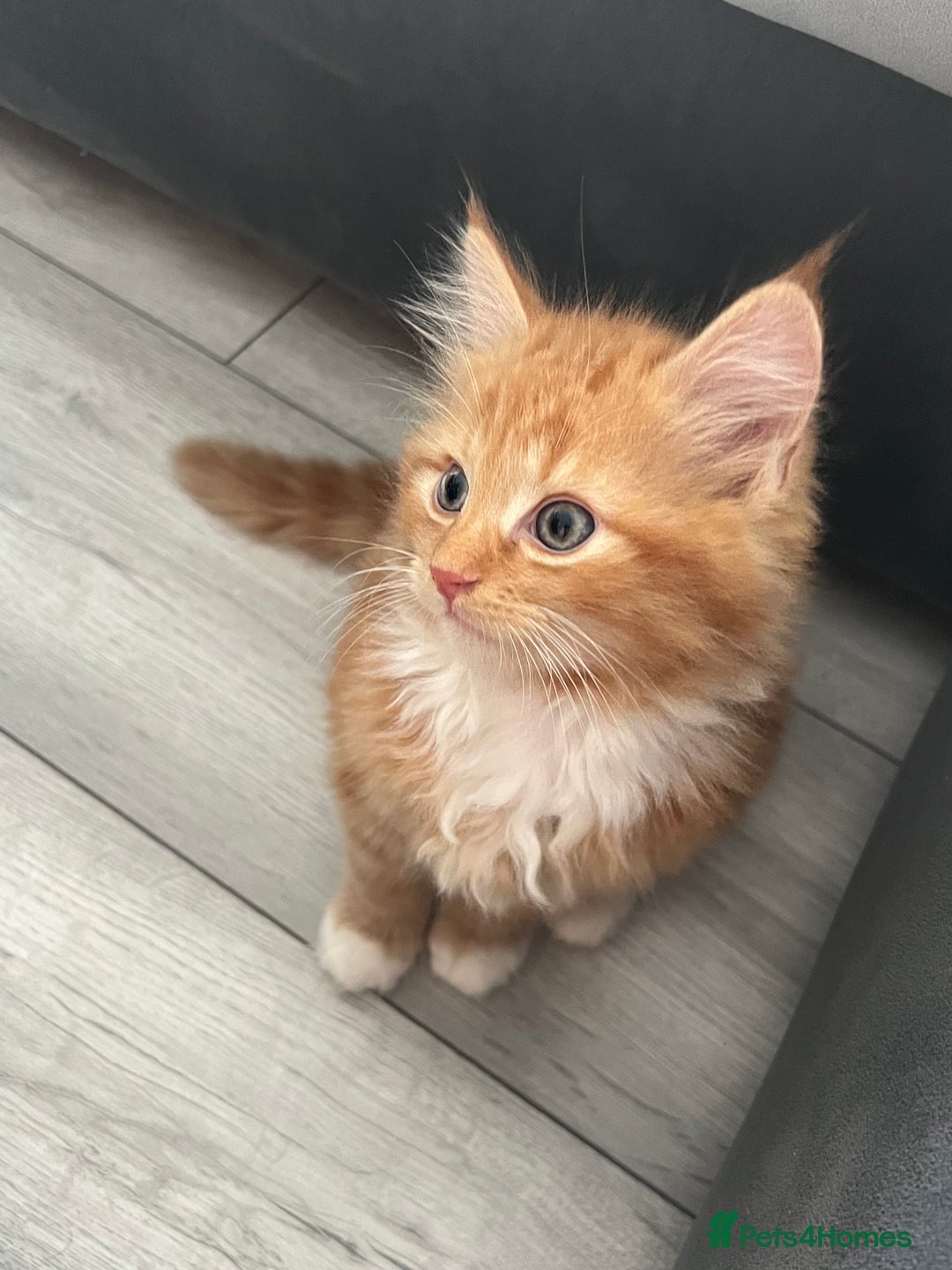 Persian cats for sale: Adorable Ginger Kittens Ready for New Homes - Image 3