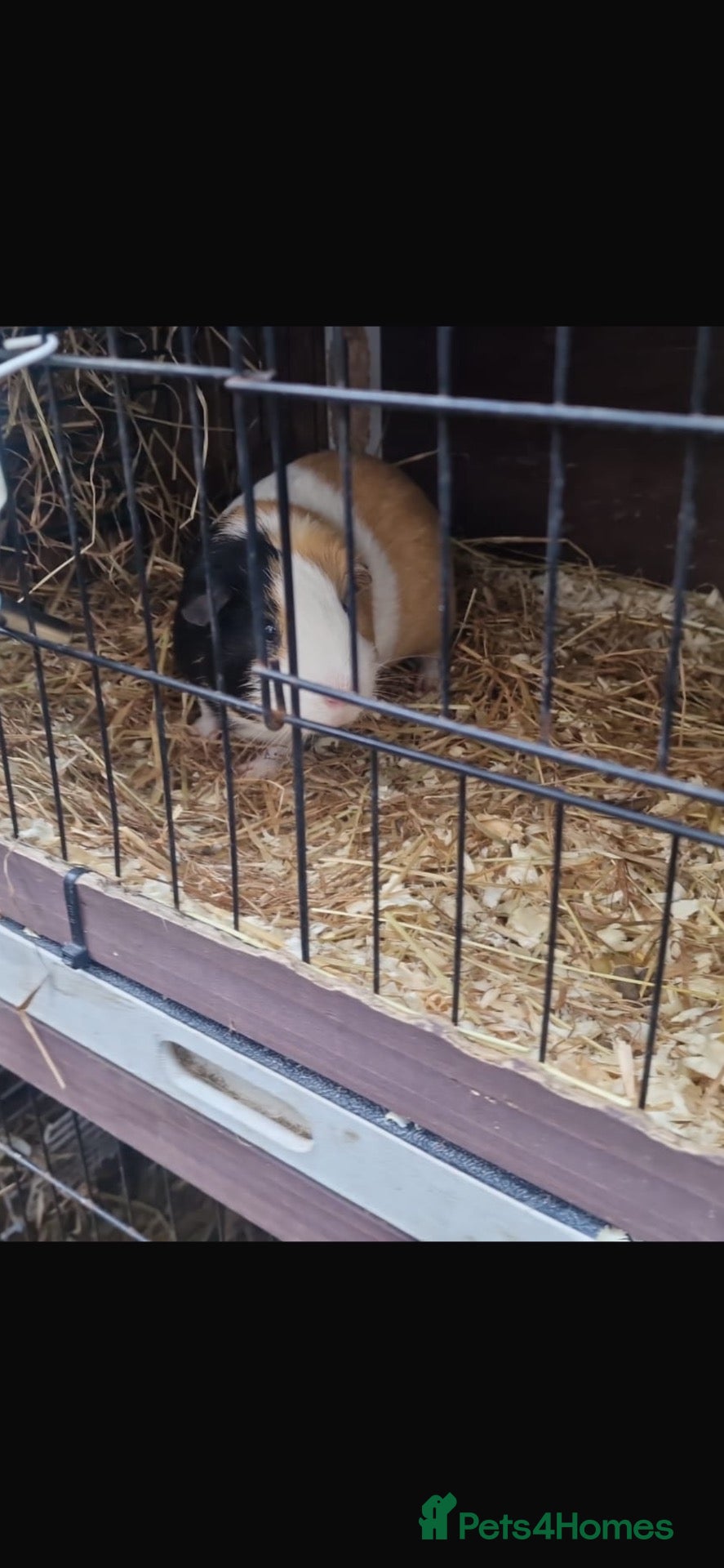 Guinea Pig rodents male guinea pig  - Advert 11