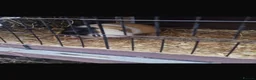 Guinea Pig rodents for sale: male guinea pig  - Advert 1