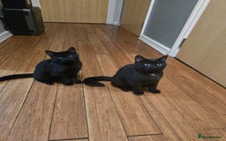 Mixed Breed cats for sale: British Short hair mixed breeds  - Advert 22