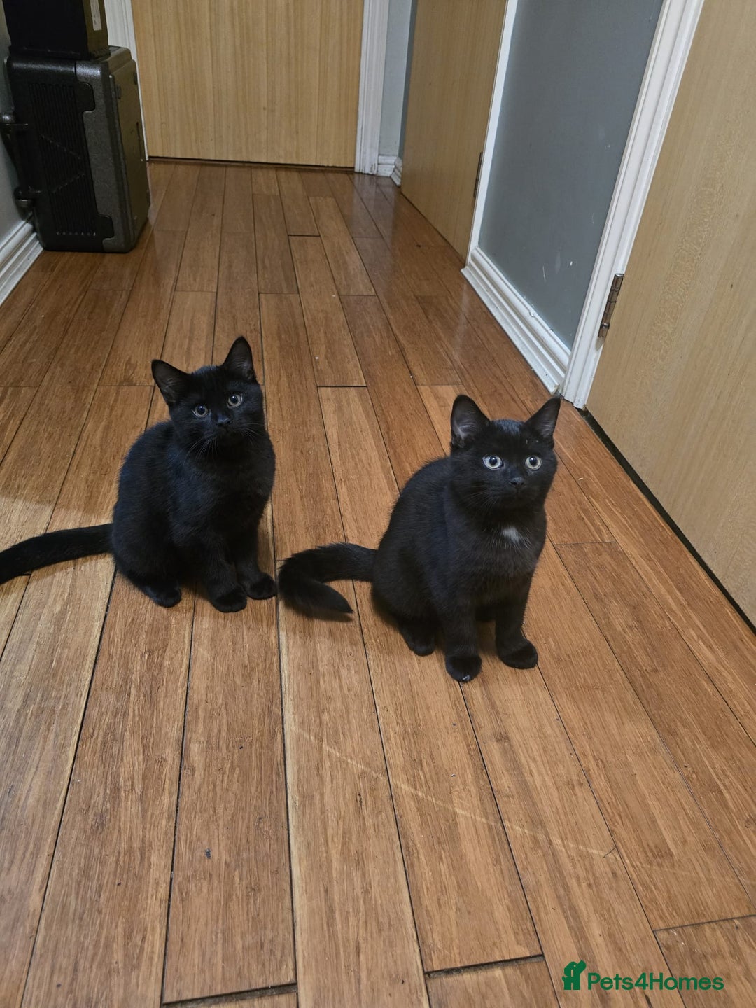 Mixed Breed cats for sale: British Short hair mixed breeds  - Advert 22