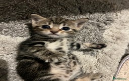 British Shorthair cats for sale: Bengal/Russian Blue/British short hair  - Image 2