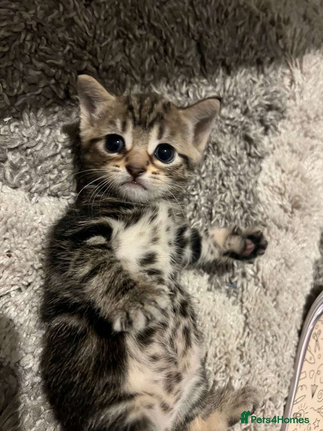 British Shorthair cats for sale: Bengal/Russian Blue/British short hair  - Image 2