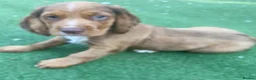 Cocker Spaniel dogs for sale: KC cocker spaniel puppies.  - Advert 3