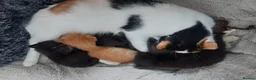 Mixed Breed cats for sale: Long‑Haired Ragdoll Cross Tortoiseshell Kittens - Advert 34