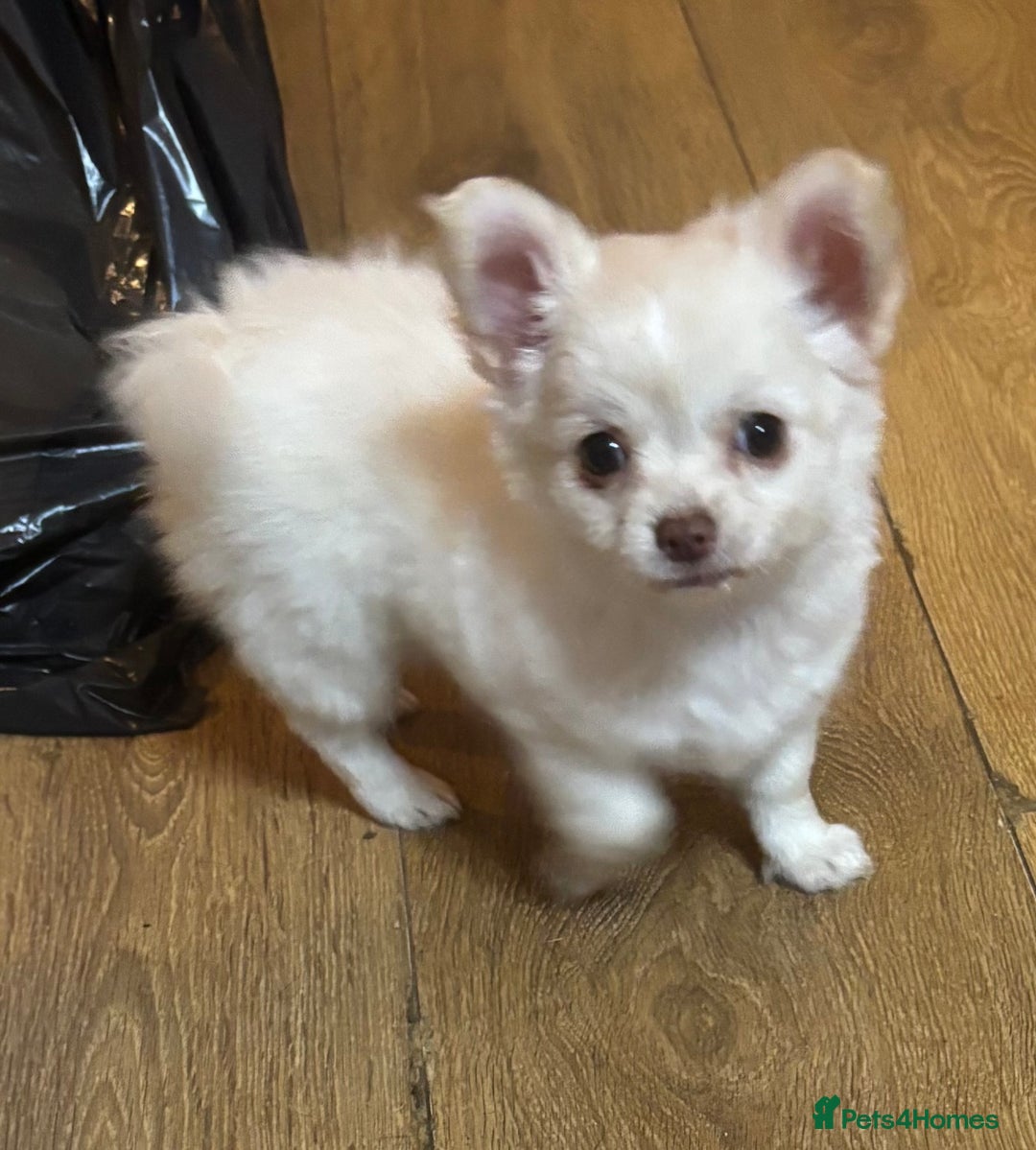 Chihuahua dogs for sale: Stunning Teddy Bear Chihuahua Girls - Image 2