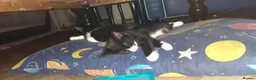 Mixed Breed cats for sale: Two male black and white kittens  - Advert 5