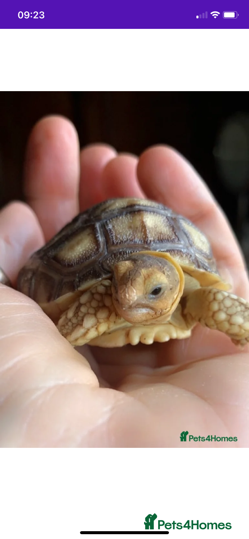 Tortoise reptiles Quality bred Sulcata baby hatchling Tortoises - Advert 3