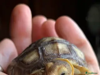 Tortoise reptiles Quality bred Sulcata baby hatchling Tortoises - Advert 1
