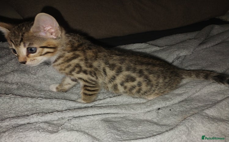 Bengal cats - Advert 2