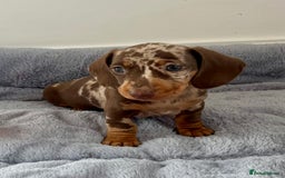 Miniature Dachshund dogs for sale: Miniature Dachshund puppies  - Image 8