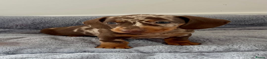 Miniature Dachshund Puppy 3