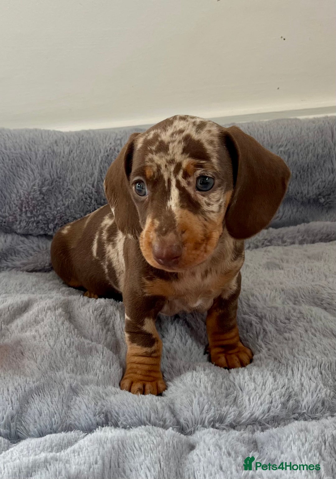 Miniature Dachshund dogs for sale: Miniature Dachshund puppies  - Image 8
