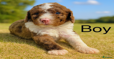 Cockapoo dogs DNA TESTED, Last 2 Boys, Ready 25th November ❤️ - Advert 2