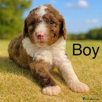 Cockapoo dogs DNA TESTED, Last 2 Boys, Ready 25th November ❤️ - Advert 2