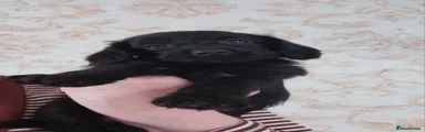 Doxiepoo 4