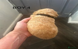 Poochon dogs for sale: Miniature toy poochons - Image 13