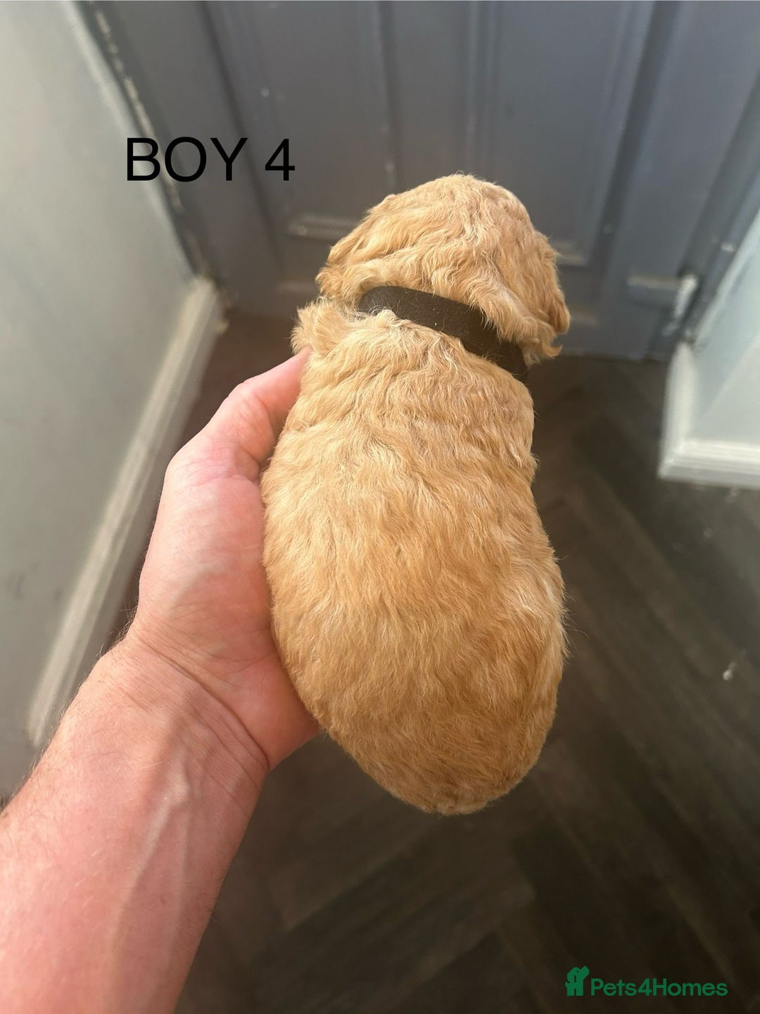 Poochon dogs for sale: Miniature toy poochons - Image 13