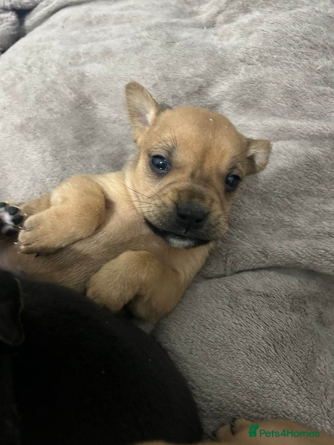 Mixed Breed dogs for sale: A beautiful litter of Rottweiler/staff/mastiffs - Advert 16