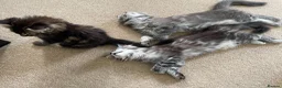 Maine Coon cats for sale: Pure breed maine coon kittens for sale  - Advert 3