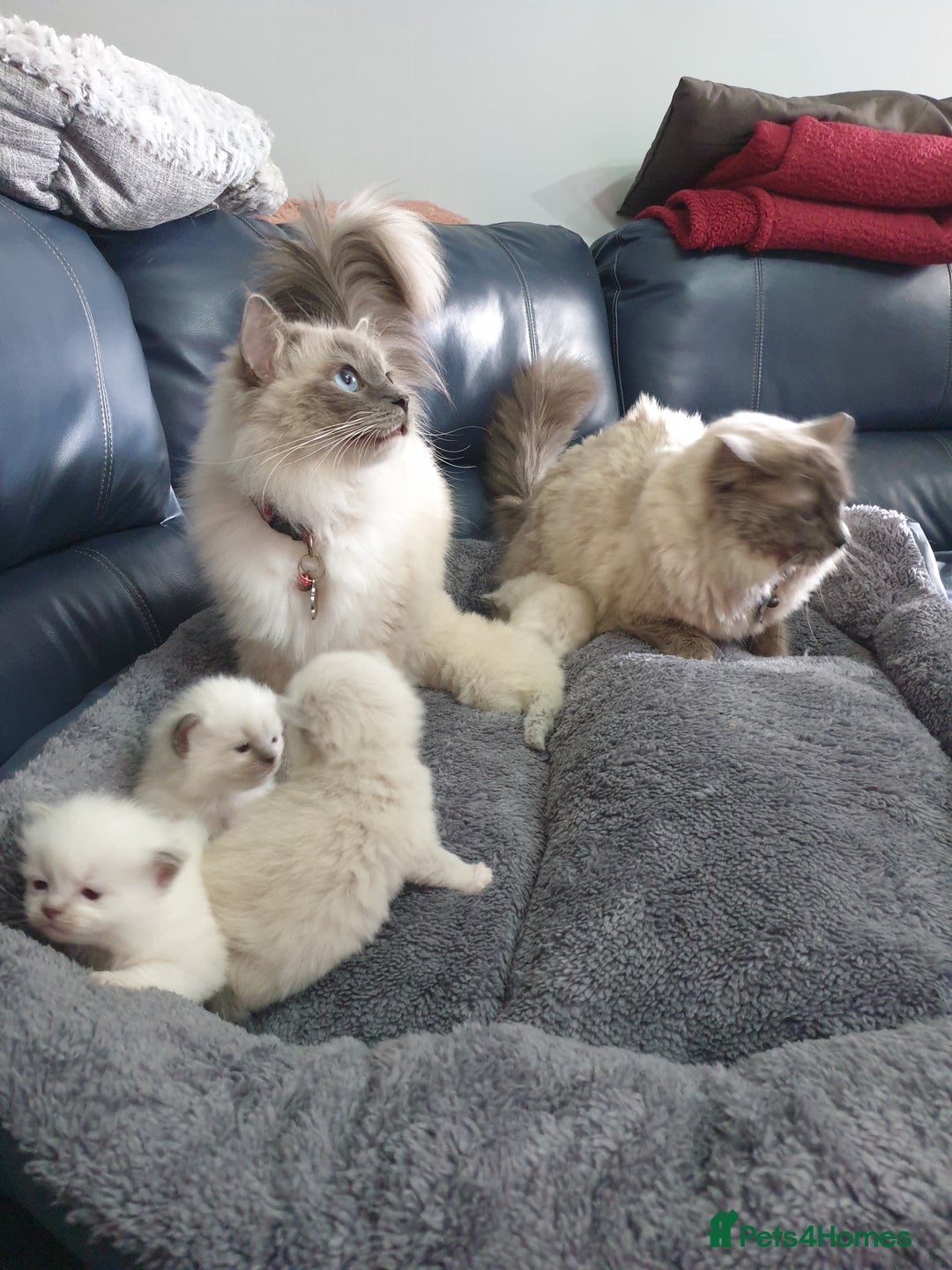 Ragdoll cats for sale: Ready to collect-Blue Point Kittens-Vaccinated - Image 13