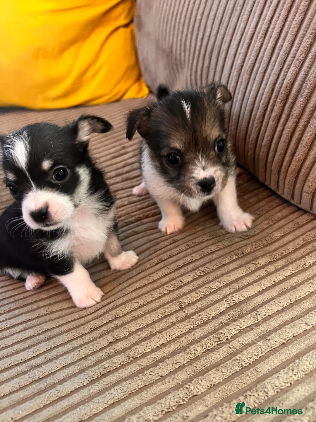 Mixed Breed dogs for sale: Adorable Malchi puppies available 🐶 - Advert 4