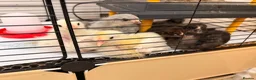 Chickens poultry for sale: 🐣 [Show-Quality & Healthy Chicks for Sale]  - Advert 16