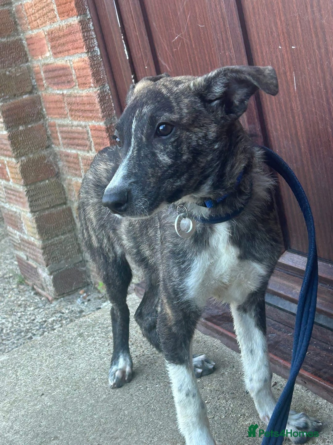 Mixed Breed dogs for adoption: Button - Norwich Norfolk  - Image 3