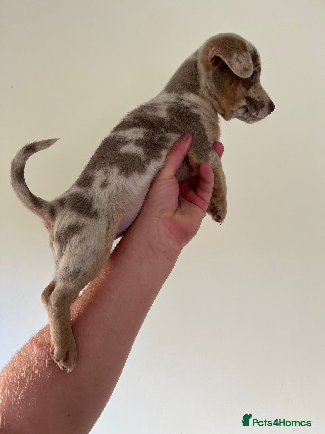 Jack Russell dogs for sale: Jack Russell  - Advert 2