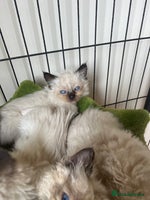 Ragdoll cats Beautiful pure breed Ragdoll kittens - Advert 2