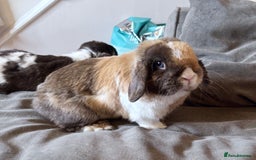 Mini Lop rabbits for sale: 🤎 Autumn & Freddo 🤎  - Image 4