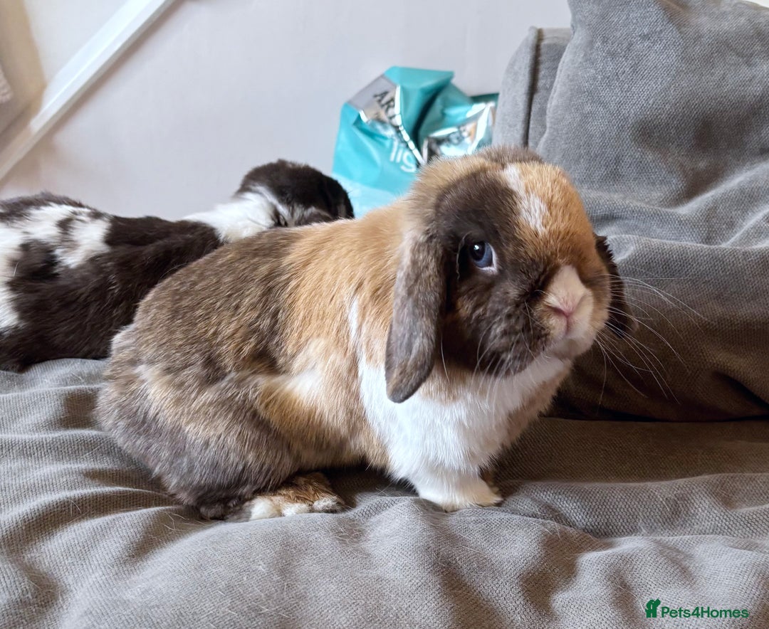 Mini Lop rabbits for sale: 🤎 Autumn & Freddo 🤎  - Image 4