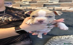 American Bully dogs for sale: 🐾 ABKC Registered Micro/Pocket Bully Puppies! 🐾 - Image 5