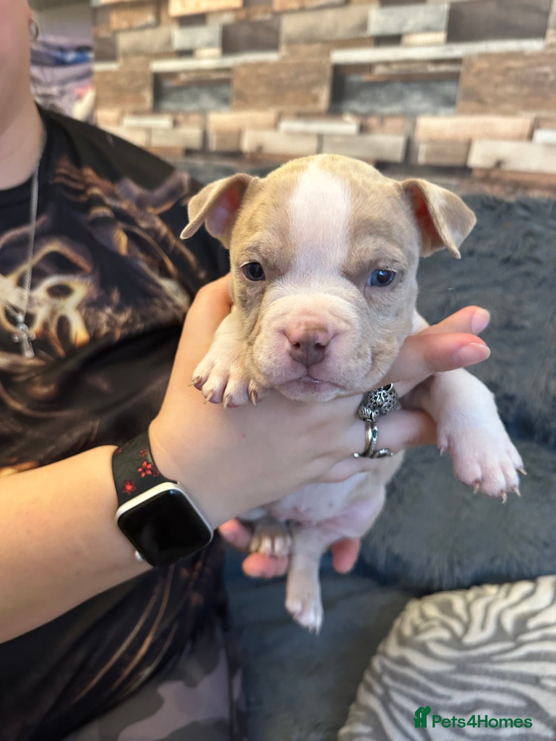 American Bully dogs for sale: 🐾 ABKC Registered Micro/Pocket Bully Puppies! 🐾 - Image 5