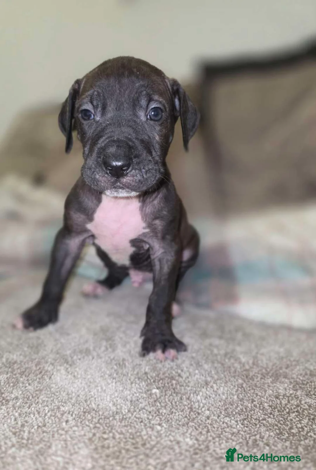 Presa Canario dogs for sale: Dual Purpose Presa Canario Puppies for Homing - Advert 19