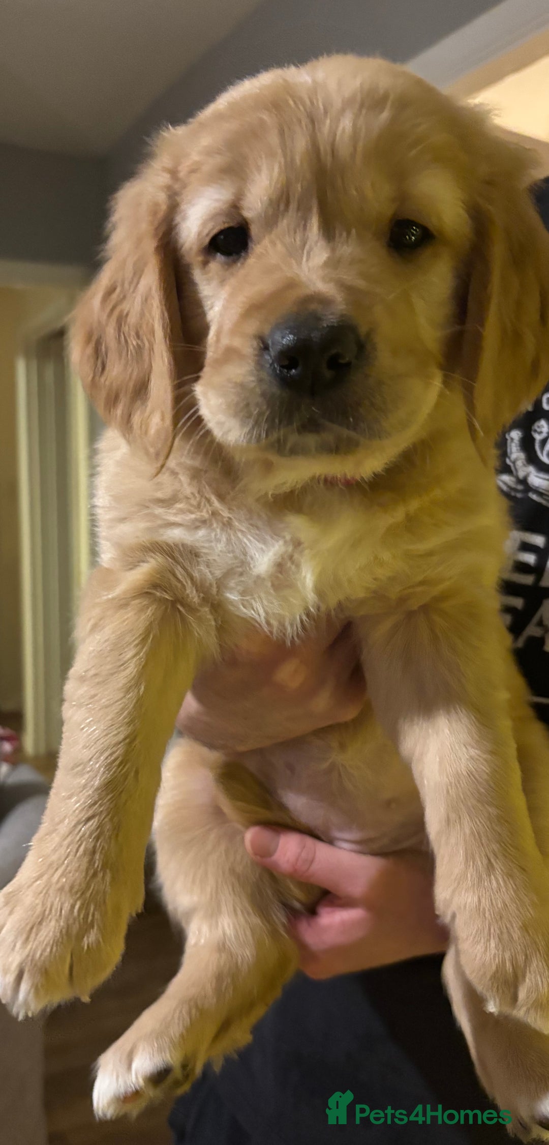 Golden Retriever dogs for sale: Beautiful Golden Retriever puppies  - Advert 24