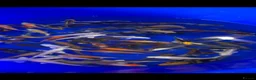 Koi Carp fish for sale: 3-4 inch Koi in Manchester - Advert 5