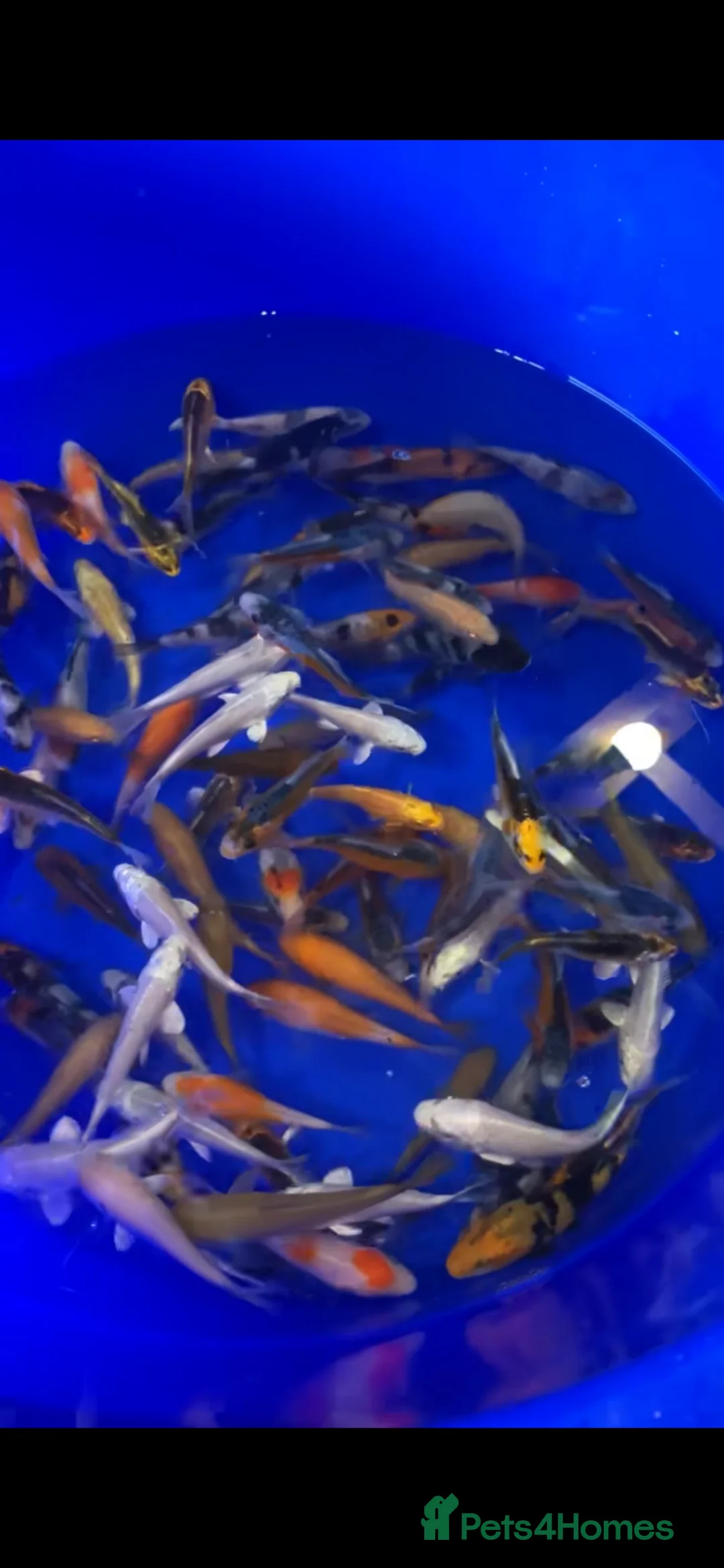Koi Carp fish for sale: 3-4 inch Koi in Manchester - Advert 5