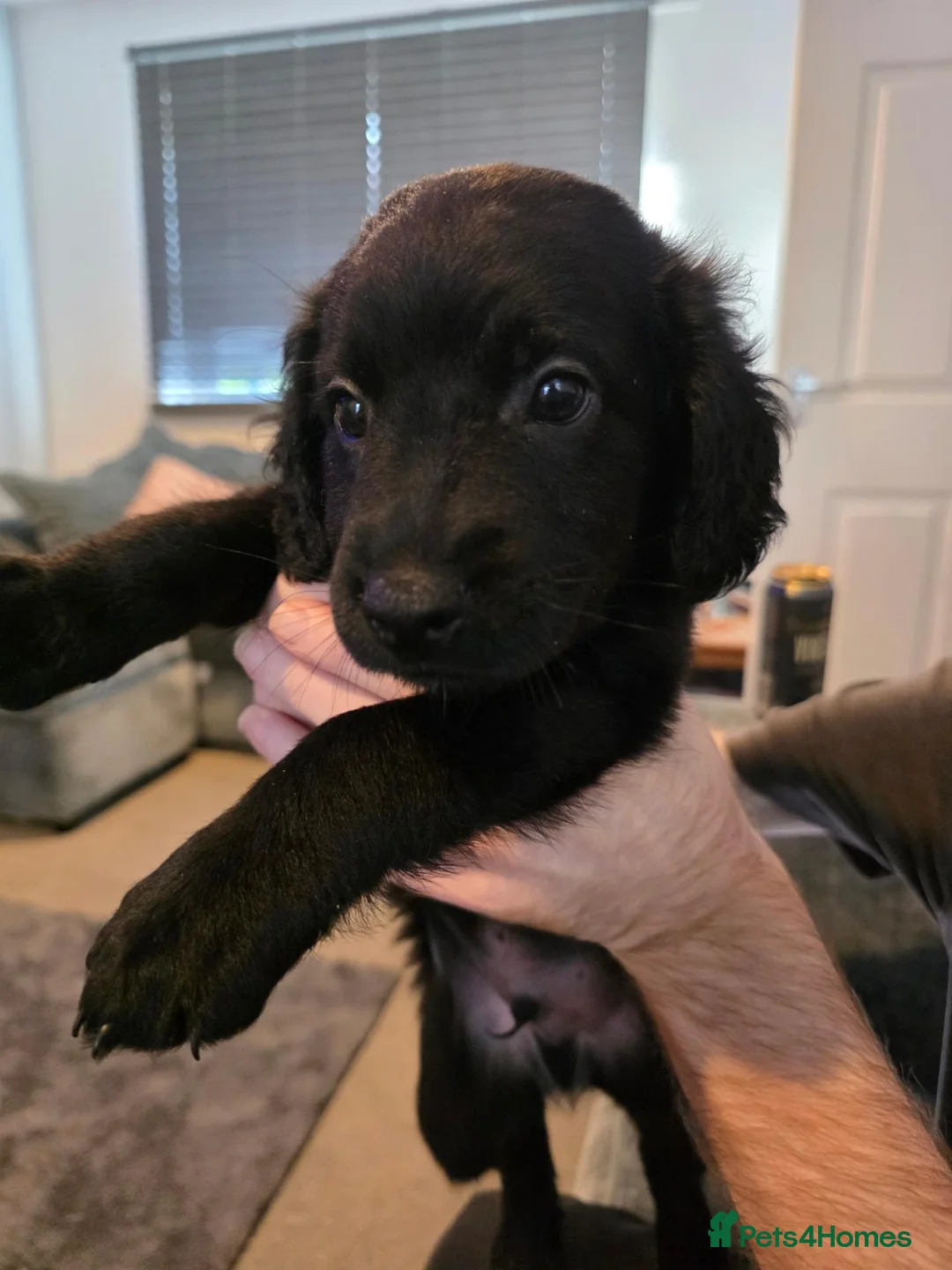 Mixed Breed dogs for sale: Staffie×whippet Pups  - Advert 2