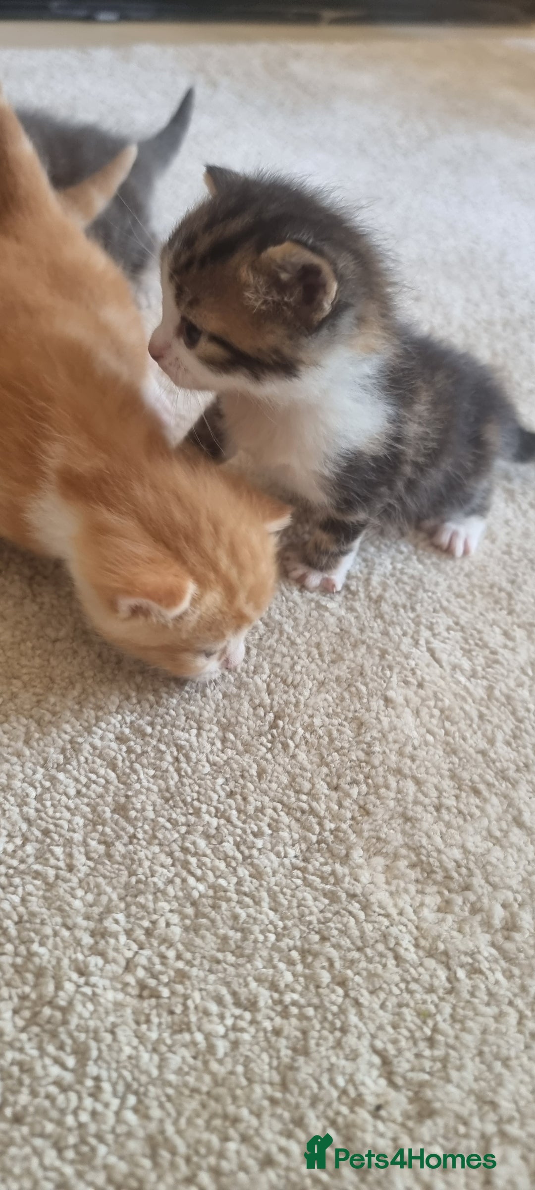Domestic Shorthair cats for sale: Kittens  - Image 7
