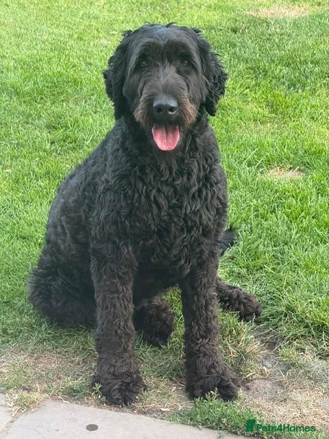 Goldendoodle dogs Stunning Doodles - Advert 6