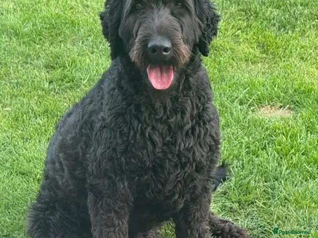 Goldendoodle dogs for sale: Stunning Doodles - Advert 2