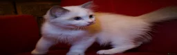 Ragdoll cats for sale: TICA championship Ragdoll Kittens  - Advert 11