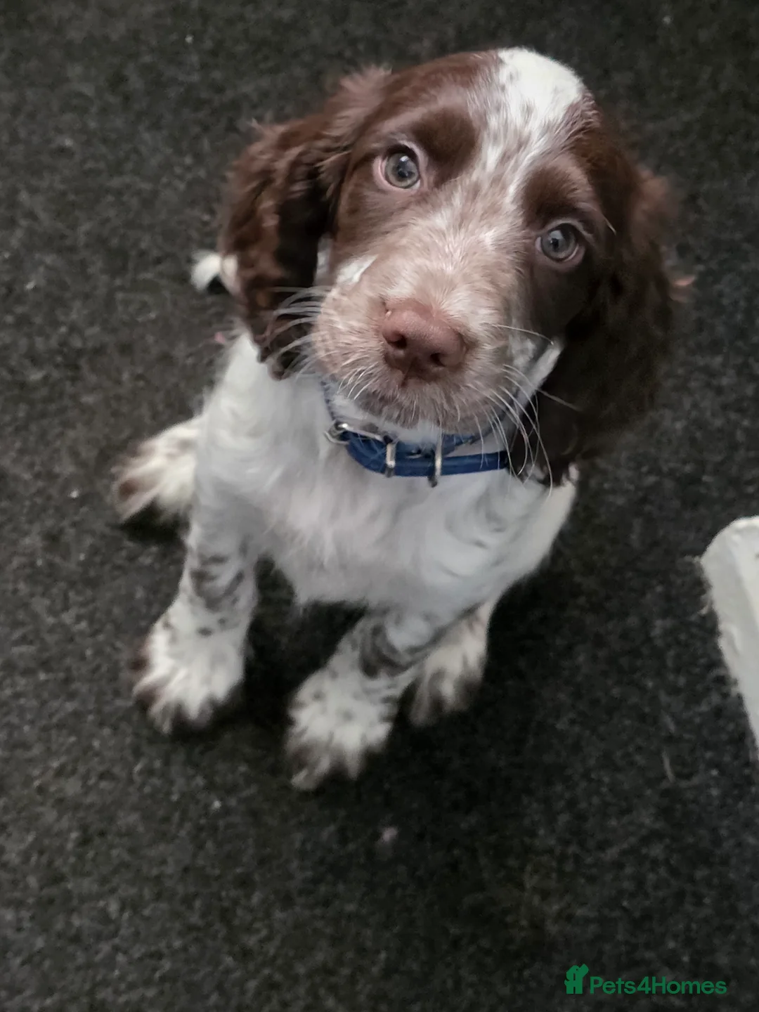 Cocker Spaniel dogs for sale: Fully Vaccinated cocker spaniel pup  - Advert 2