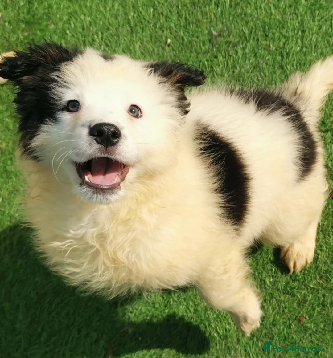 Mixed Breed dogs for sale: Samoyed X Welsh Border Collie Puppies - Advert 2