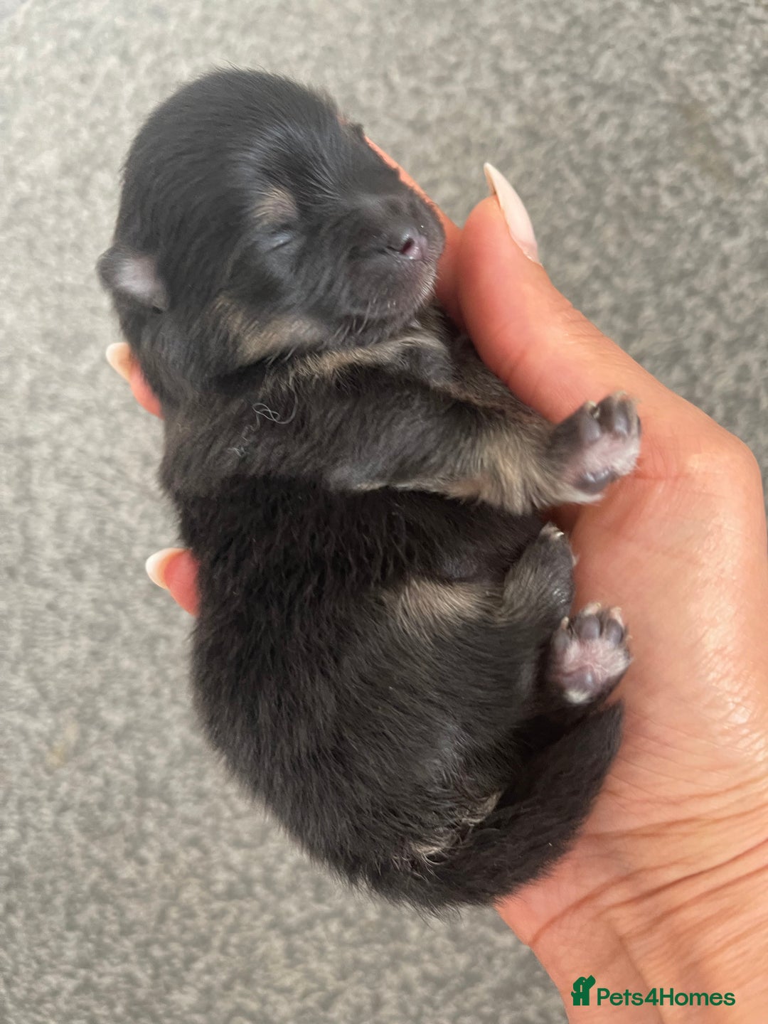 Pomeranian dogs for sale: Unique, extremely rare Pomeranian puppies ✨ - Image 27