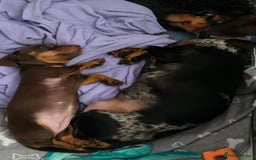 Miniature Dachshund dogs for sale: Galaxy Chocolate: Your Sweetest Adventure Awaits! - Image 17