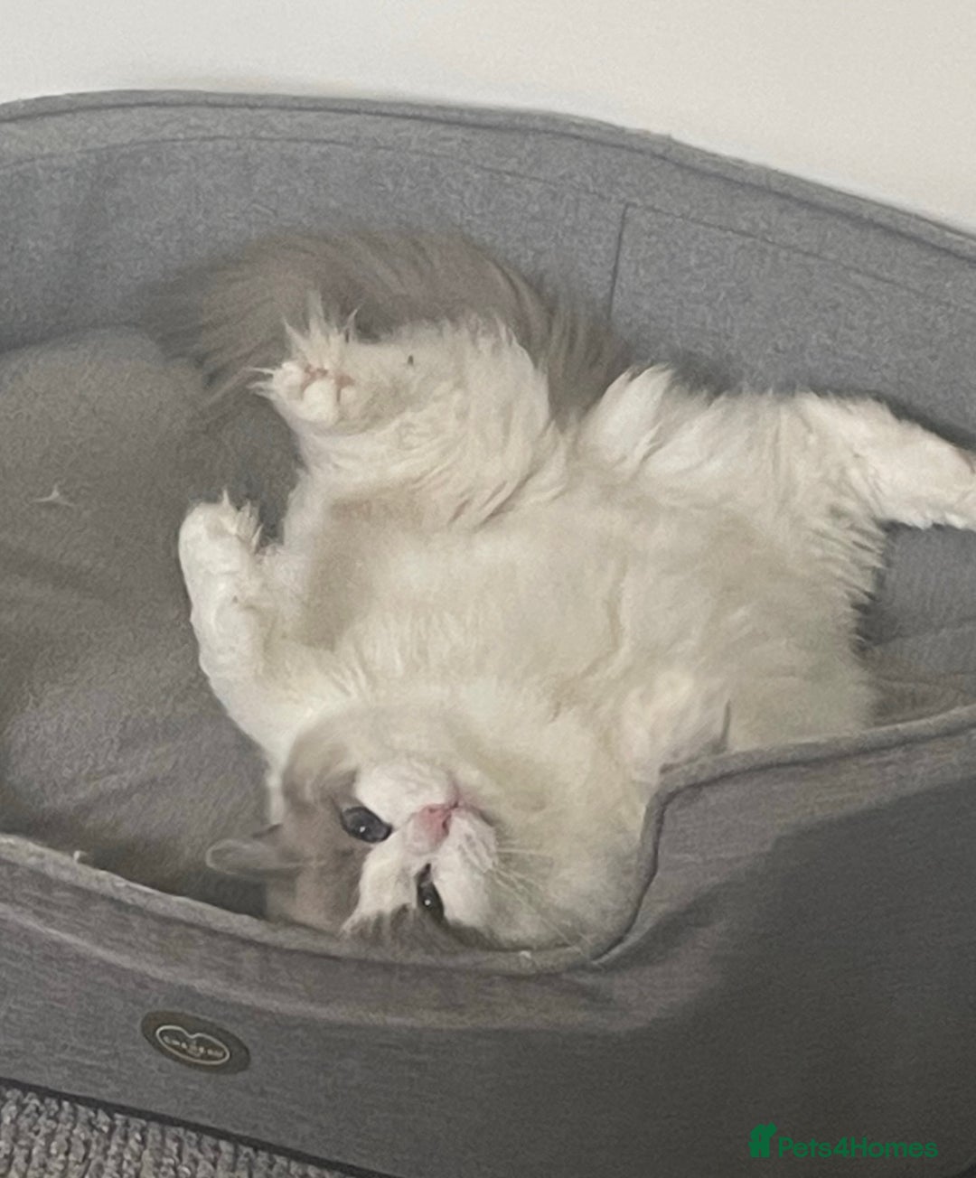 Ragdoll cats for sale: Beautiful Russian Ragdol cat - Advert 3